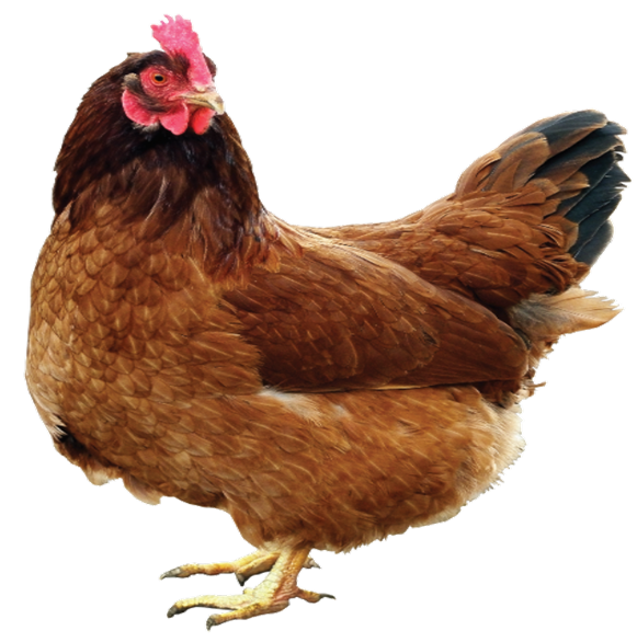 B. 